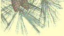 Medford Lakes in the Pines - Click for Web Site