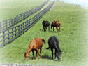 Horse Farm in Burlington County: Horses Grazing