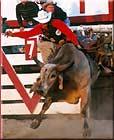 Cowtown Rodea, NJ - Bull Riding