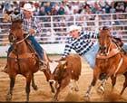 Cowtown Rodeo, NJ - Steer wresting